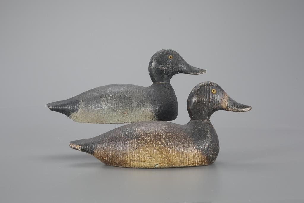 COMPETITIVE-GRADE BLUEBILL