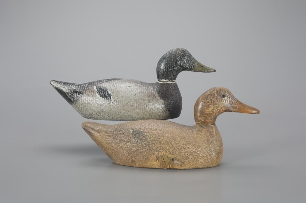 COMPETITIVE-GRADE MALLARD PAIREvans