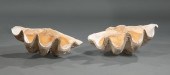 COMPLETE GIANT CLAM SHELLRare