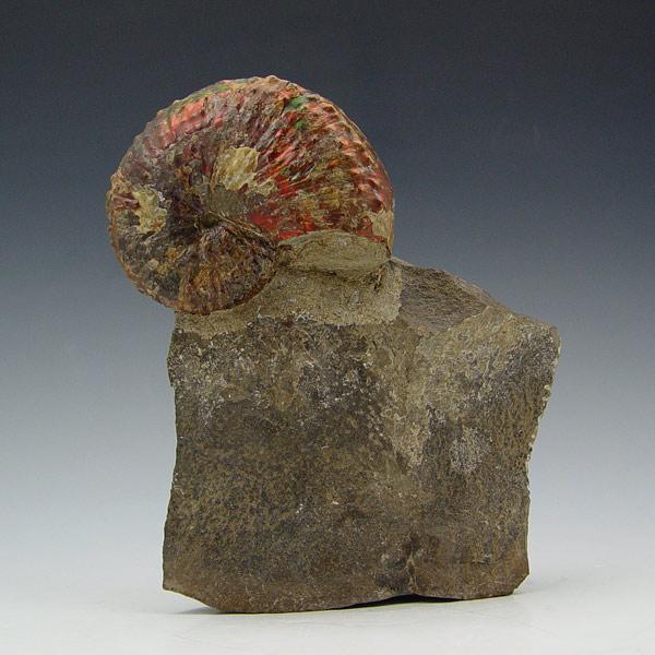 COMPLETE IRIDESCENT RED AMMONITE
