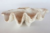 COMPOSITE DEEP SEA CLAM SHELLC