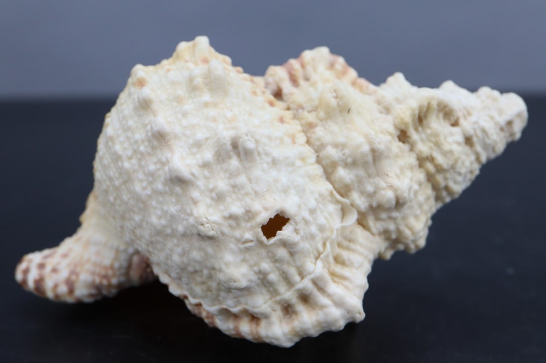 CONCH SEASHELL, 3-1/2"CONCH