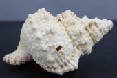 CONCH SEASHELL, 3-1/2"<br>CONC