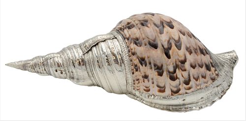 CONCH SHELLConch Shell, having