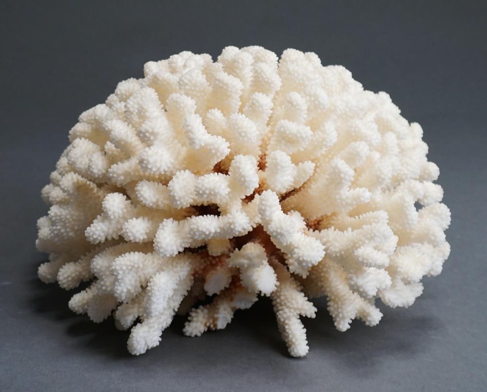 CONTEMPORARY CORAL