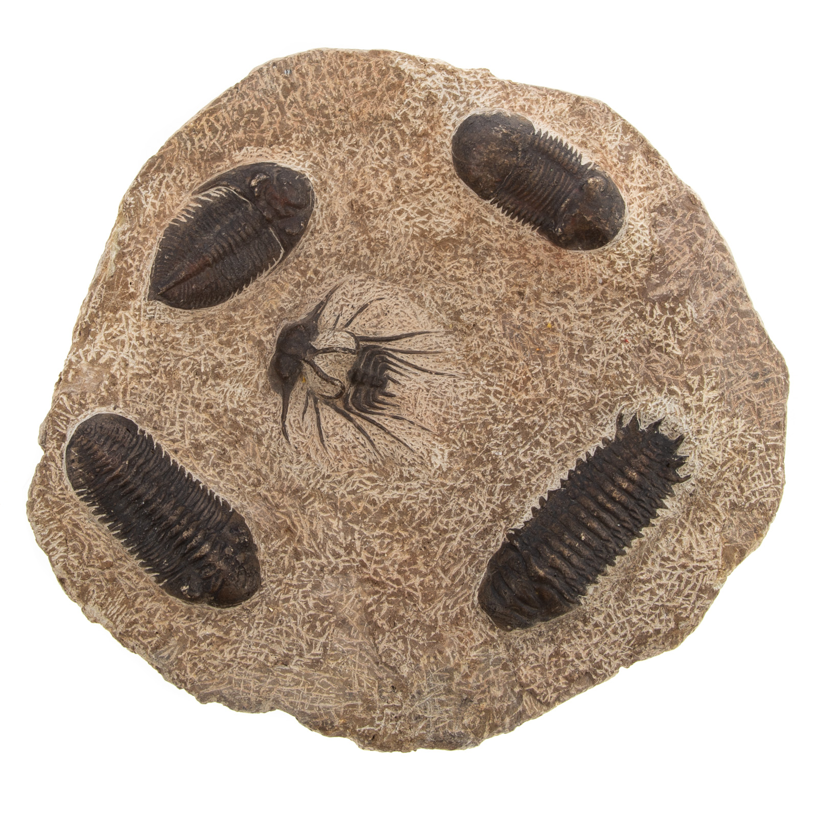 CONTEMPORARY TRILOBITE FOSSIL
