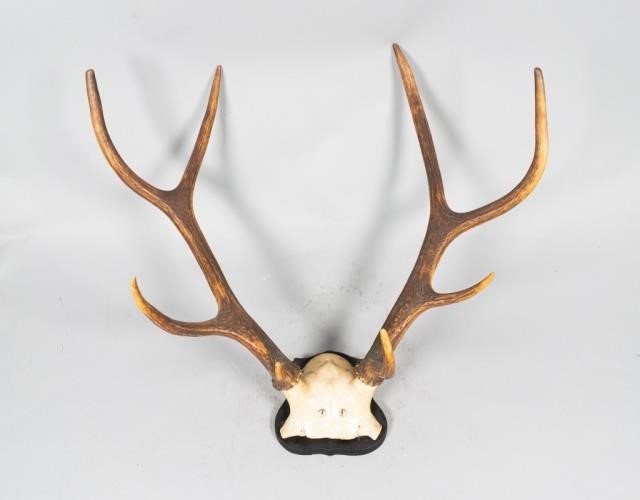 CONTINENTAL 8 POINT SKULL CAP