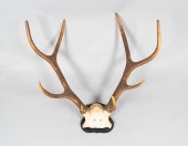 CONTINENTAL 8 POINT SKULL CAP