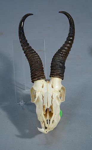 CONTINENTAL DEER HORNS ON