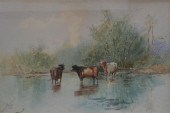 CONTINENTAL SCHOOL, CATTLE AT