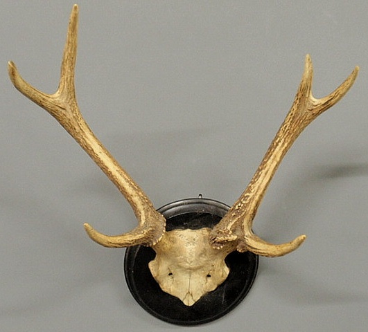 Continental stag horns mounted on a