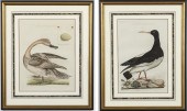 CORNELIUS NOZEMAN, 2 BIRD COPP
