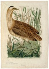 Cornelius Nozeman engraving (1
