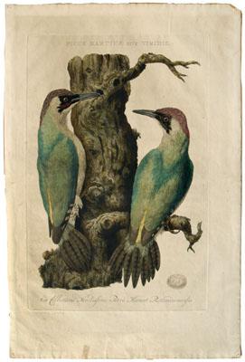 Cornelius Nozeman engraving
