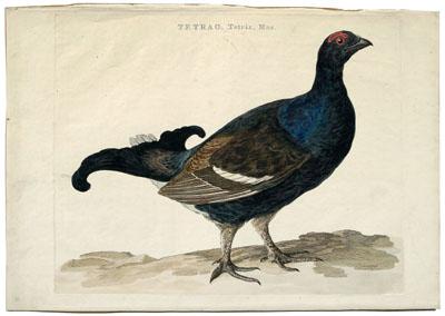Cornelius Nozeman engraving
