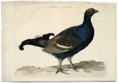 Cornelius Nozeman engraving (1