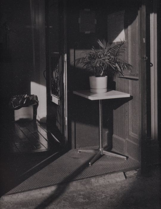 COSMO PRETE (1930-1996): PLANT ON