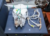 COW SKULL WITH ASSORTED DEER A