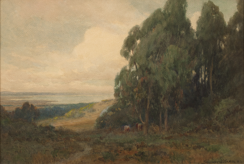 Cows in a California coastal