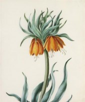 CRABTREE ELIZABETH A group of