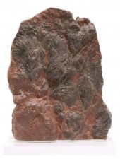 CRINOID FOSSIL SPECIMEN ON CLE