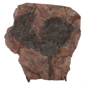 CRINOID PREHISTORIC FLORAL FOS