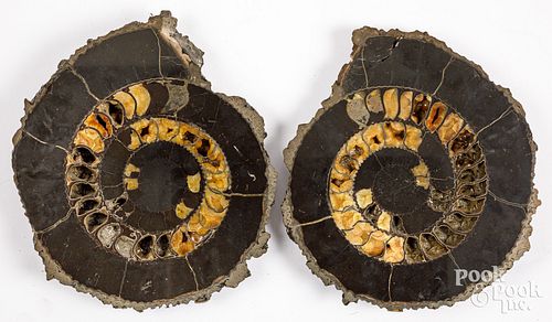 CROSS SECTION AMMONITE