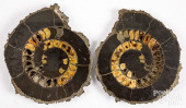 CROSS SECTION AMMONITE FOSSIL<