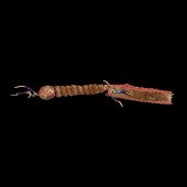 Crow Hide and Otter Fur Rattle