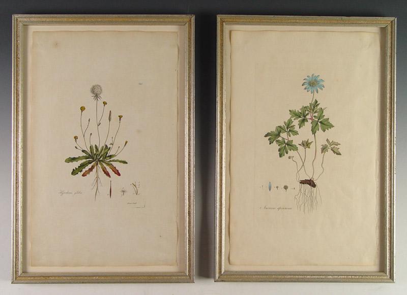 CURTIS, William, (British,
