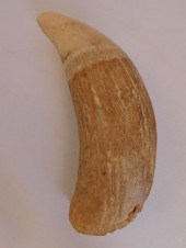 CURVED WHALE TOOTHRaw, banana-