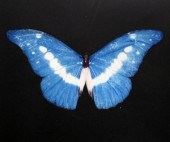 Damien Hirst (b.1965) colour p