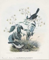 Daniel Giraud Elliot (American