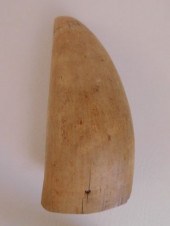 DARKENED RAW WHALE TOOTHDark r