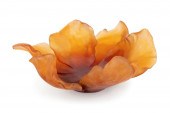 DAUM PATE DE VERRE AMBER LOTUS