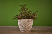 DAVID CRESSEY, 'PHOENIX' PLANT