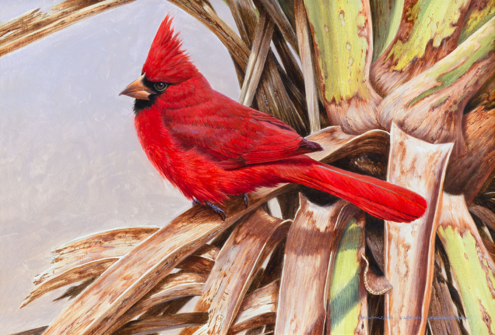 DAVID ORD KERR (1952-), CARDINAL
