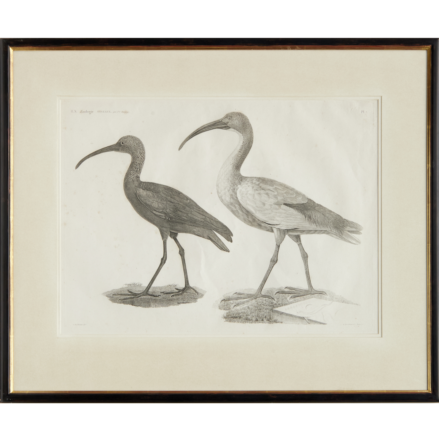 DE SAVIGNY, H.N. ZOOLOGIE, LARGE