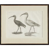 DE SAVIGNY, H.N. ZOOLOGIE, LAR