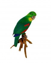 DECORATIVE CARVED WOODEN PARRO
