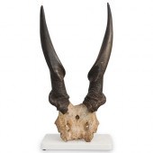 DECORATIVE MOUNTED ANIMAL HORN