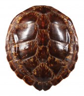 DECORATIVE TORTOISE CARAPACEDe