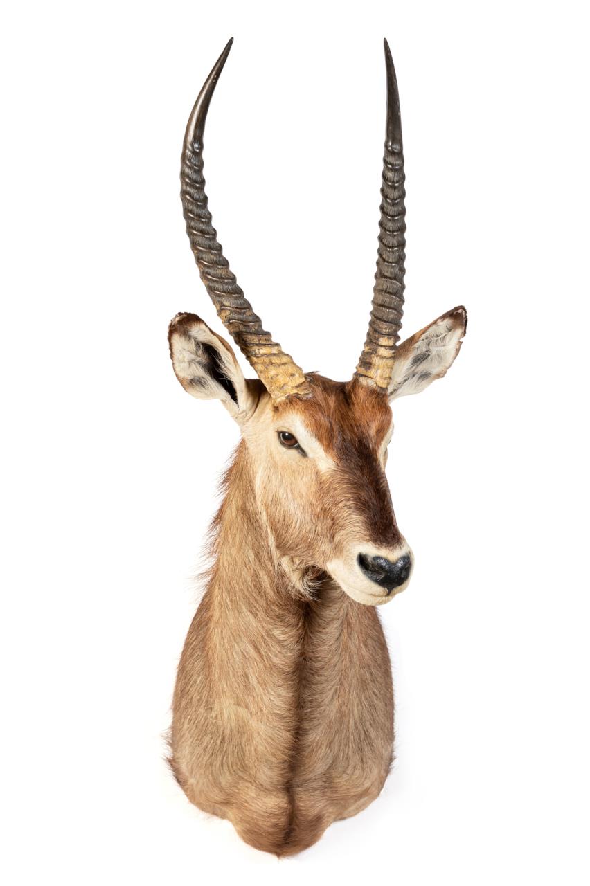 DEFASSA WATERBUCK SHOULDER MOUNT