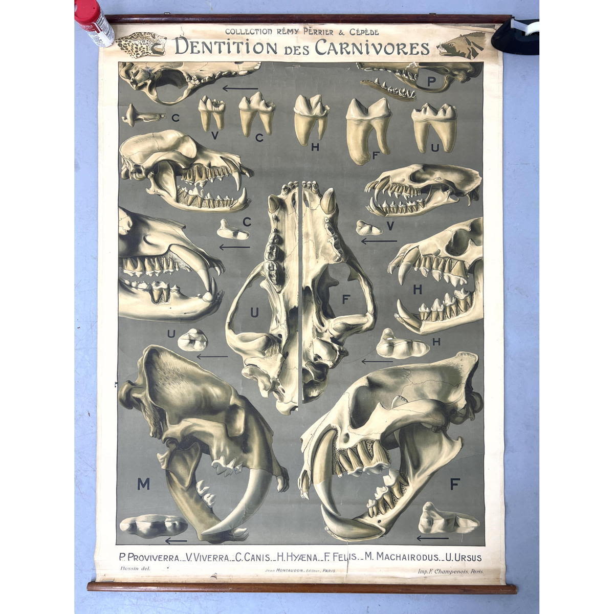 "Dentition des Carnivores"