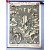 "Dentition des Carnivores" Edu