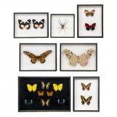 DEYROLLE, ENTOMOLOGICAL SPECIM