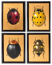 D.G.V. FOUR BEETLES & BUGS ACR