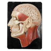 DICACTIC HEAD MODEL, BOCK-STEG
