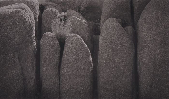 DICK ARENTZ (b. 1935): "JOSHUA TREE