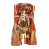 DIDACTIC ABDOMINAL WALL AND PE